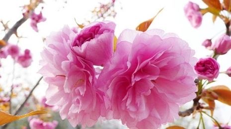 天適櫻花悠樂園