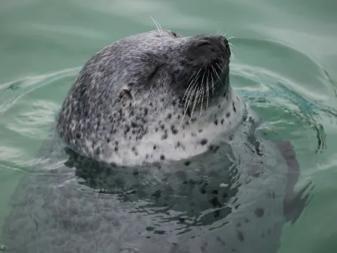紋別海豹館