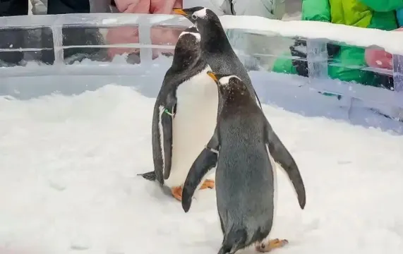 正佳企鵝冰雪世界