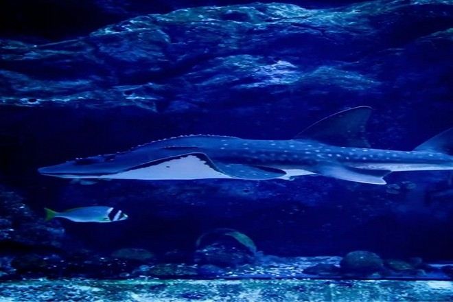 杜拜室內最大水族館及水底動物園