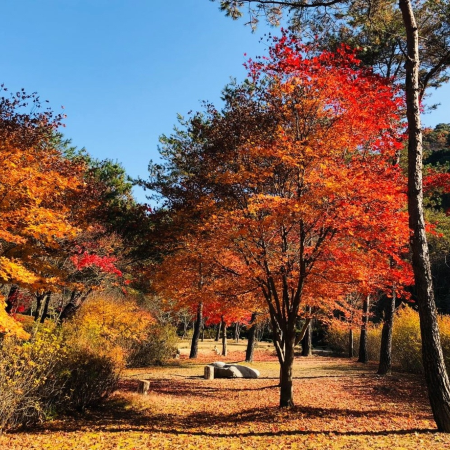 《周年尊享禮遇》洪川+首爾5天潮遊之旅 ※連續2晚Sono Belle Vivaldi Park索諾美麗維瓦爾第公園度假村 + Sono Calm Goyang鬆乃閣高陽酒店※孔雀山生態林、有機咖啡館
