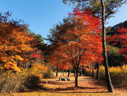 遊盆栽10山紅葉 京都的紅葉秘境：西山的靜謐之美