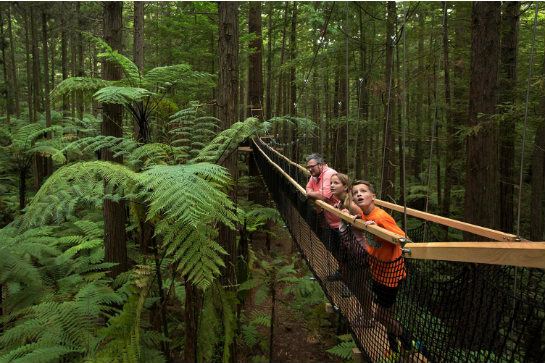 紅木樹林空中健步行