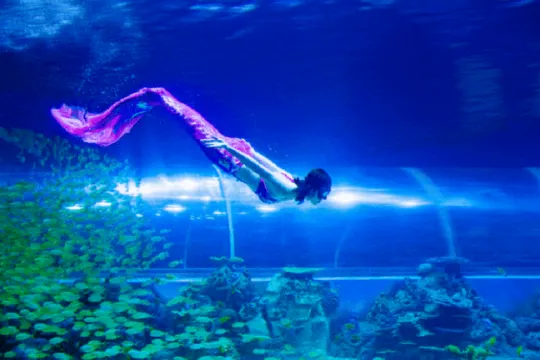 中魚視界海洋王國