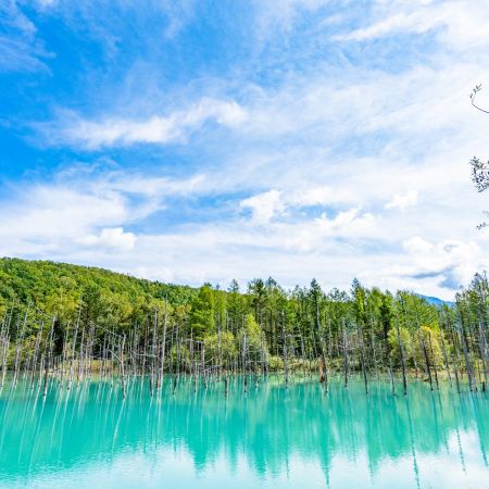 夏の美瑛、動物拾趣7天之旅  美瑛の青池、白鬚瀑布、美瑛~四季彩の丘(包乘坐四季彩Norocco號觀光車)、層雲峽(大雪山國立公園、夫妻瀑布)、旭山動物園、三國峠展望台、Naitai高原牧場