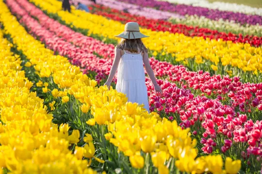 墨爾本鬱金香節