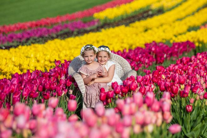 墨爾本鬱金香節