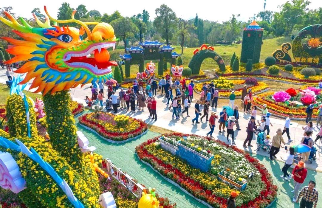 中山小欖菊展盛會