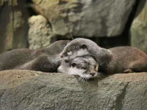 Aquaria KLCC水族館