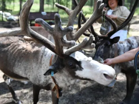 敖魯古雅使鹿部落