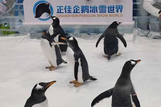 正佳企鵝冰雪世界