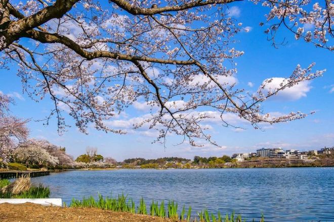 水戶市千波湖櫻花祭