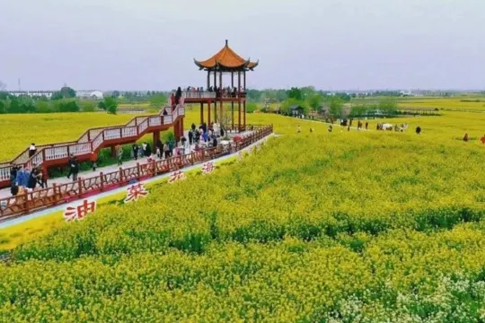 沙洋油菜花小鎮