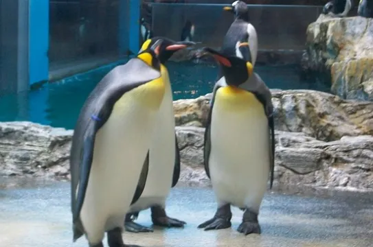 長崎企鵝水族館