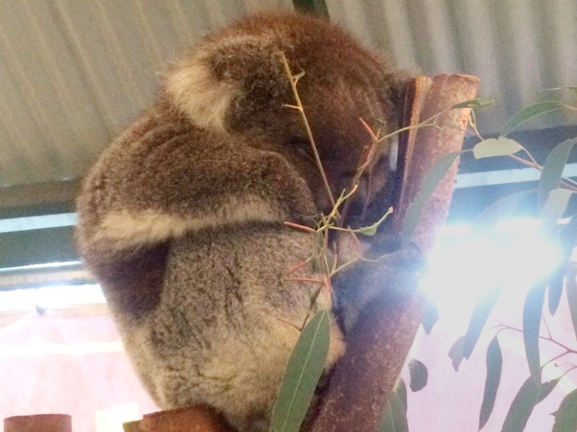 探訪澳洲小樹熊