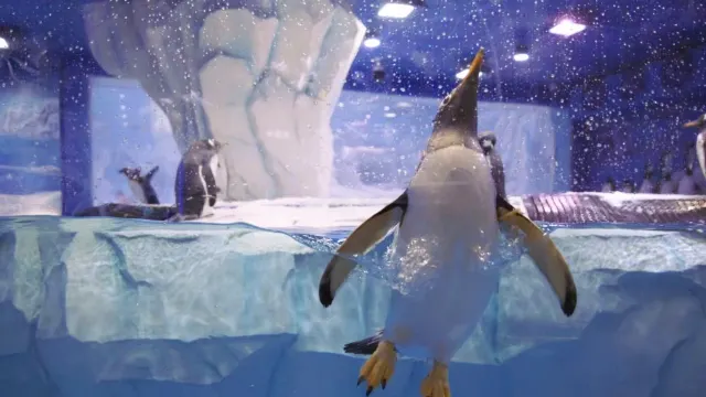 正佳企鵝冰雪世界