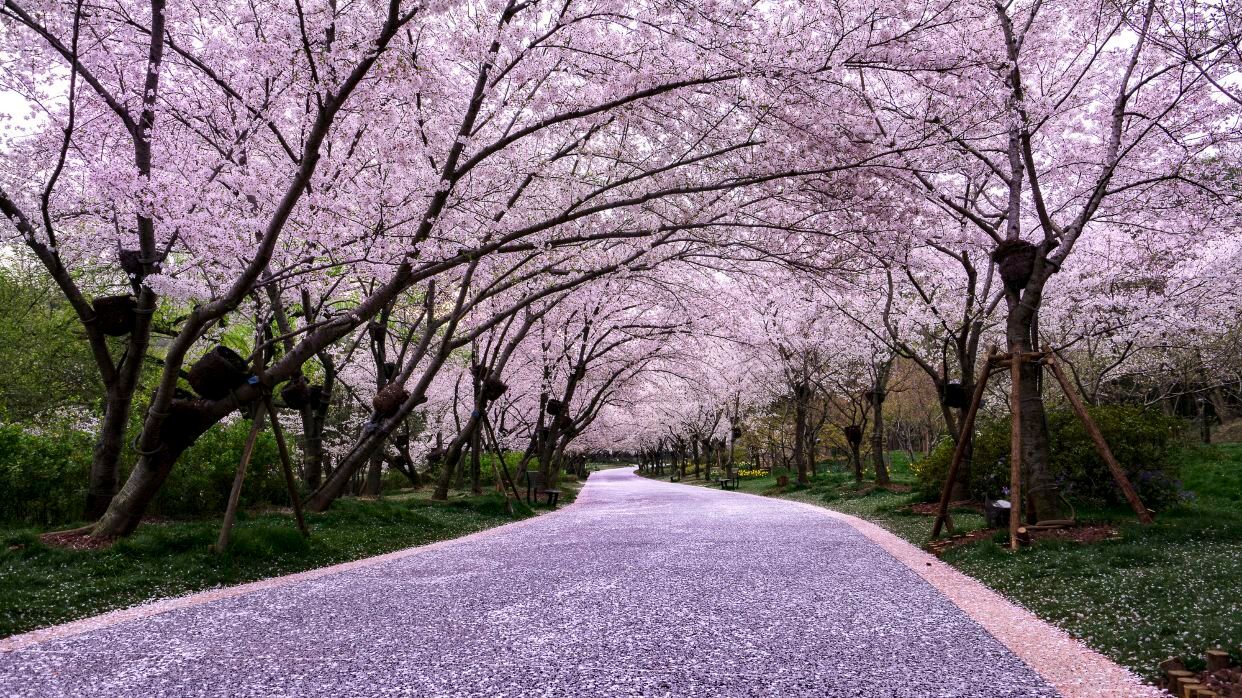 無錫賞櫻勝地黿頭渚賞櫻花