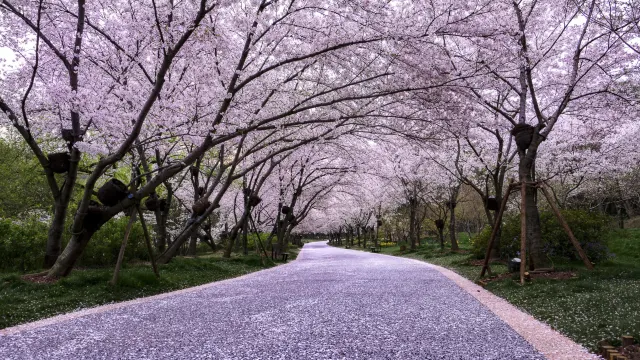 無錫賞櫻勝地黿頭渚賞櫻花