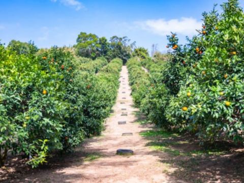 無機自然農場採果樂