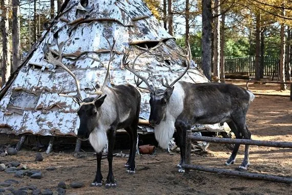 長白山雪絨花馴鹿園