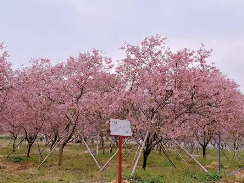 天適櫻花悠樂園