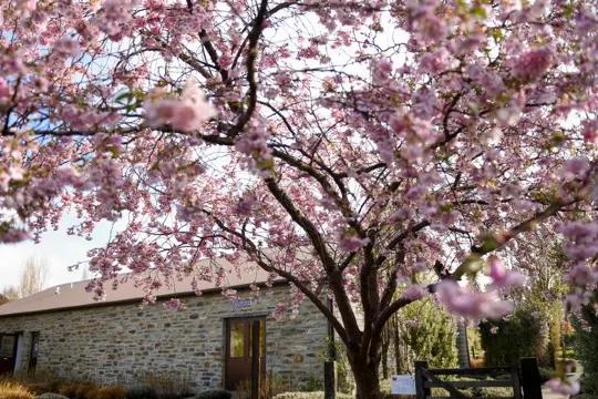 瓦納卡薰衣草農場