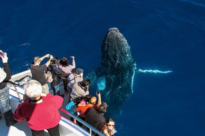 觀鯨之旅(黃金海岸)