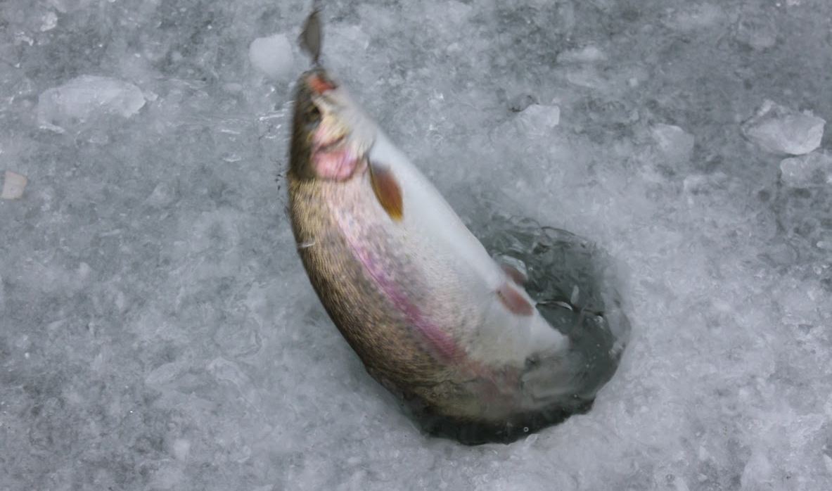 平昌珍富釣山鱒魚(2017年1月1日至16日出發適用)