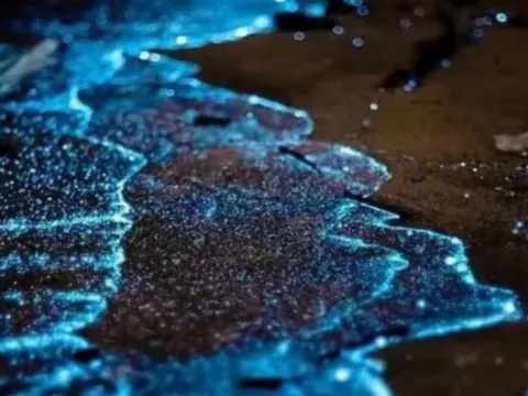 海洋奇觀藍眼淚