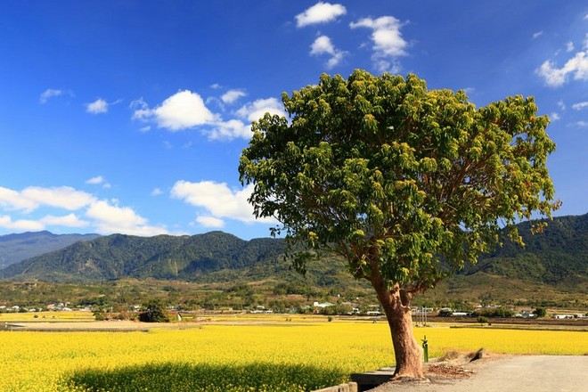 伯朗大道~金城武樹
