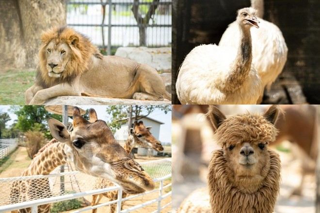 Wonderland Saraburi恐龍公園