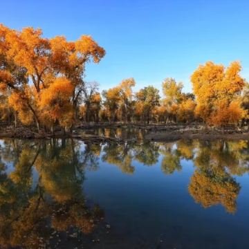 南疆胡楊林季🍂~探索南疆─庫爾勒、庫車、阿克蘇、喀什~卡拉庫里湖、羅布人村寨賞胡楊、喀什古城、香妃墓、紅海胡楊林公園、中國最大的清真寺～艾提尕爾清真寺、庫車～溫宿大峽谷南疆金秋胡楊林8天深度風光之旅