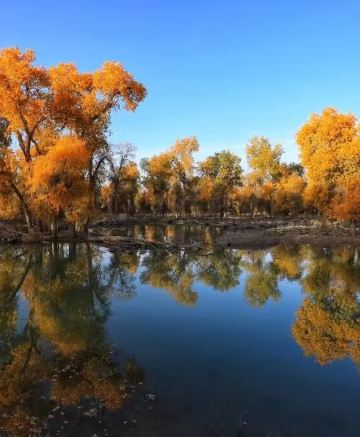南疆胡楊林季🍂~探索南疆─庫爾勒、庫車、阿克蘇、喀什~卡拉庫里湖、羅布人村寨賞胡楊、喀什古城、香妃墓、紅海胡楊林公園、中國最大的清真寺～艾提尕爾清真寺、庫車～溫宿大峽谷南疆金秋胡楊林8天深度風光之旅