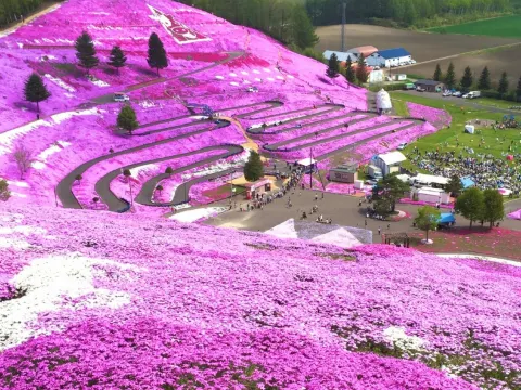東藻琴芝櫻公園