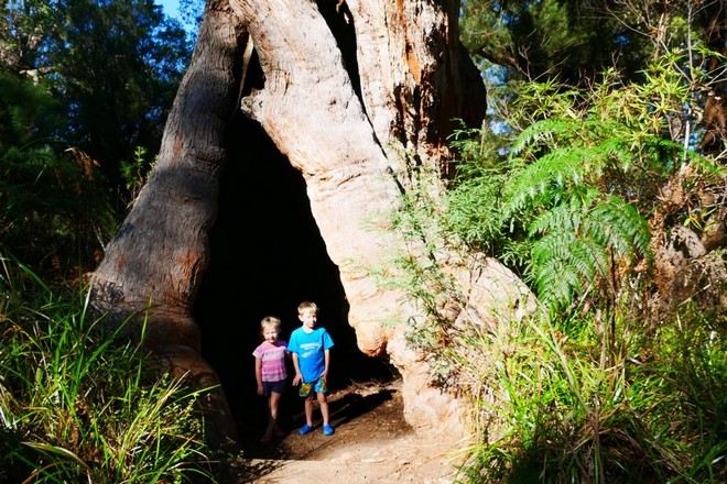 巨人谷樹頂步行道