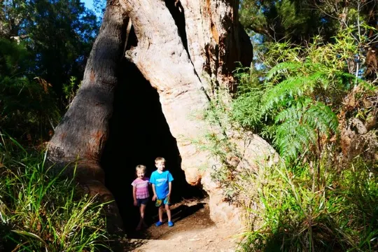 巨人谷樹頂步行道
