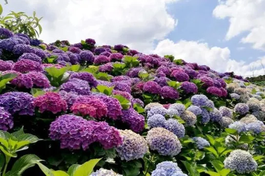 南國山花花卉莊園