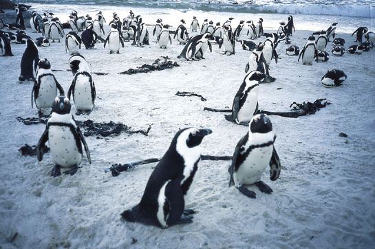 企鵝灘