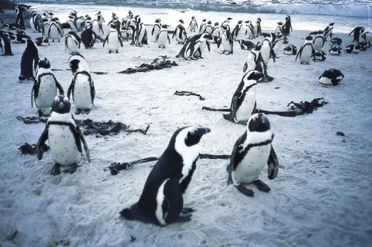 企鵝灘