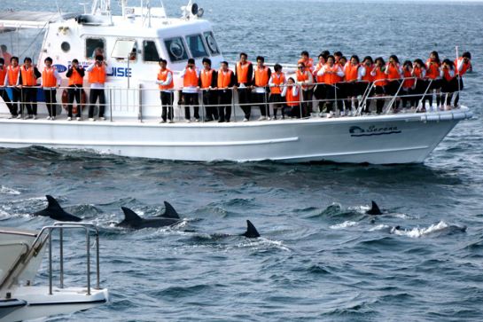 天草海岸觀賞海豚