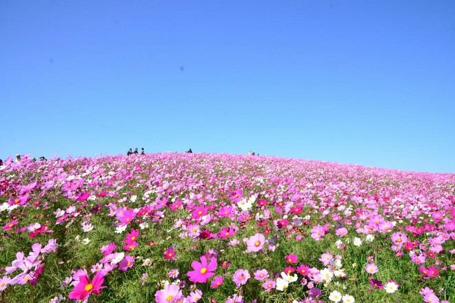 日立海濱公園 秋櫻