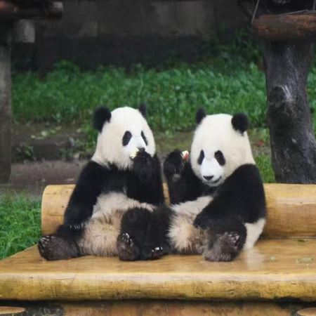 【4鑽】8D魔幻山城重慶‧半自遊行度假5天純玩高鐵團  重慶動物園熊貓館、磁器口古鎮、二廠文創園、南濱路長嘉匯、彈子石老街、南濱路夜景、外觀人民大禮堂