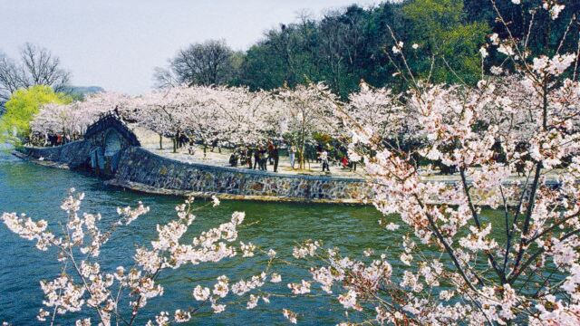 賞櫻勝地~黿頭渚1 (3月10日-4月10日出發適用)