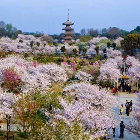 <全包登岸觀光>🌸春賞粉櫻🌸醉美花海🌸長江三峽、武漢賞櫻、重慶、宜昌7天團《榮耀/凱歌~行政套房》三峽大壩升船機、東湖磨山櫻花園、豐都鬼城、神女溪、《烽煙三國》大型實景演出、洪崖洞吊腳樓
