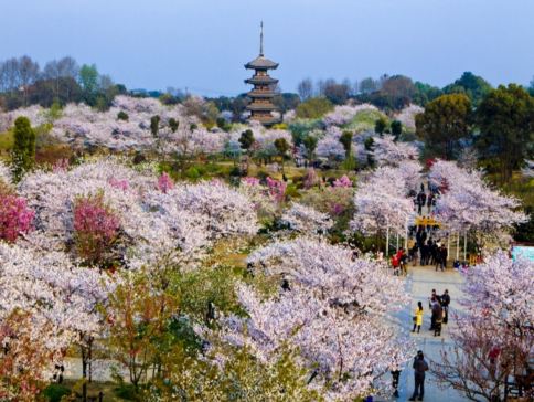 <全包登岸觀光>🌸春賞粉櫻🌸醉美花海🌸長江三峽、武漢賞櫻、重慶、宜昌7天團《榮耀/凱歌~行政套房》三峽大壩升船機、東湖磨山櫻花園、豐都鬼城、神女溪、《烽煙三國》大型實景演出、洪崖洞吊腳樓