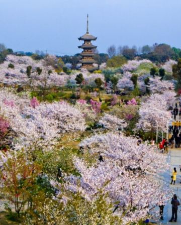 <全包登岸觀光>🌸春賞粉櫻🌸醉美花海🌸世紀遊輪~榮耀/凱歌套房  長江三峽、武漢賞櫻、重慶、宜昌7天團 三峽大壩升船機、東湖磨山櫻花園、豐都鬼城、神女溪、《烽煙三國》大型實景演出、洪崖洞吊腳樓