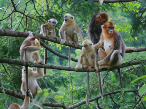 神農架國家森林公園