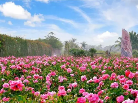 亞龍灣國際玫瑰谷
