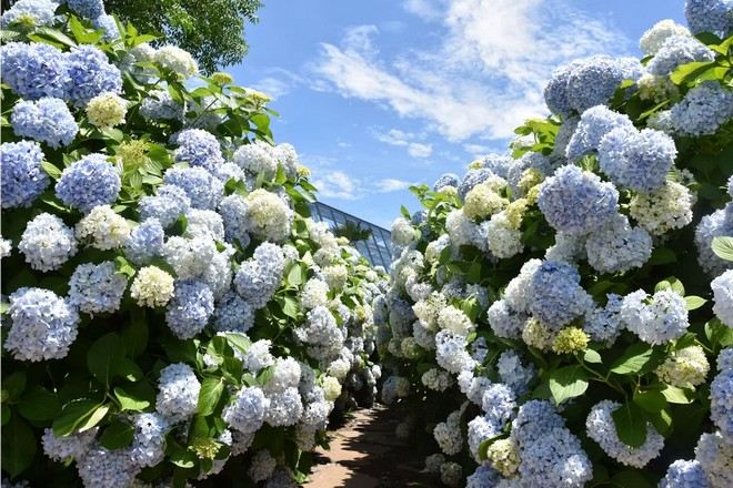 CamelliaHill山茶花之丘