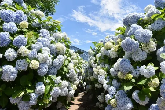 CamelliaHill山茶花之丘